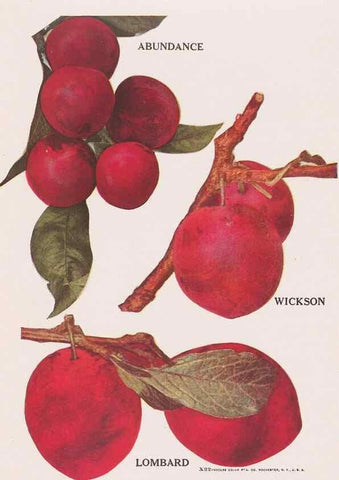 Reproducción/Reproduction 49831228136: Descriptive plate-book. Newark, N.Y. :Knight & Bostwick,[19--]. 