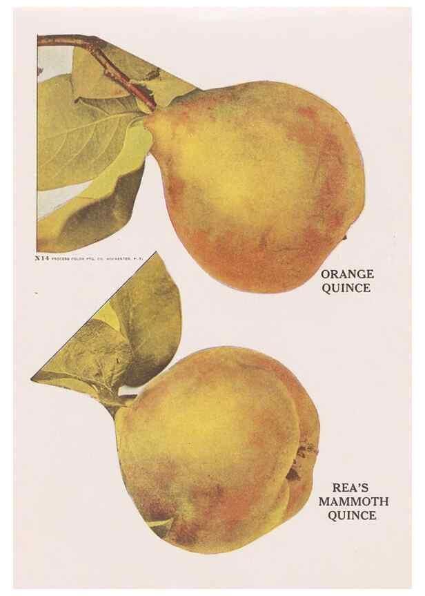 Reproducción/Reproduction 49830693983: Descriptive plate-book. Newark, N.Y. :Knight & Bostwick,[19--]. 