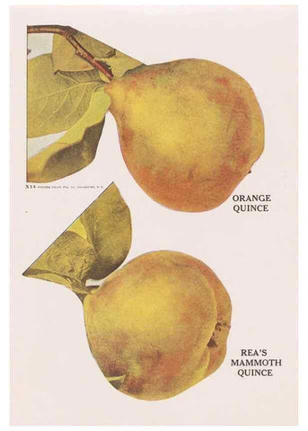 Reproducción/Reproduction 49830693983: Descriptive plate-book. Newark, N.Y. :Knight & Bostwick,[19--]. 