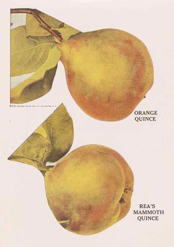 Reproducción/Reproduction 49830693983: Descriptive plate-book. Newark, N.Y. :Knight & Bostwick,[19--]. 
