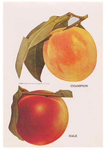 Reproducción/Reproduction 49831537312: Descriptive plate-book. Newark, N.Y. :Knight & Bostwick,[19--]. 