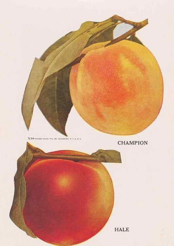 Reproducción/Reproduction 49831537312: Descriptive plate-book. Newark, N.Y. :Knight & Bostwick,[19--]. 