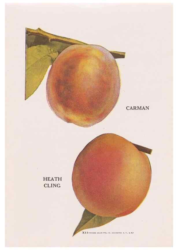 Reproducción/Reproduction 49831229506: Descriptive plate-book. Newark, N.Y. :Knight & Bostwick,[19--]. 