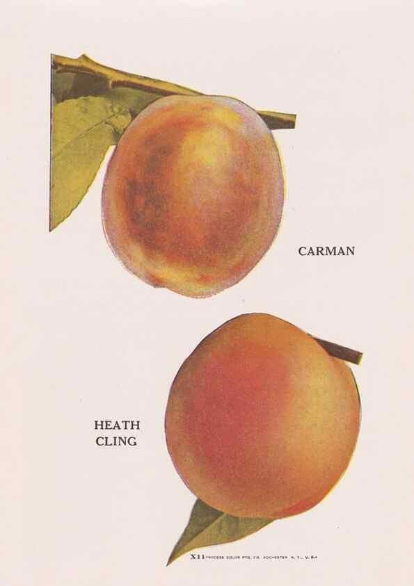 Reproducción/Reproduction 49831229506: Descriptive plate-book. Newark, N.Y. :Knight & Bostwick,[19--]. 