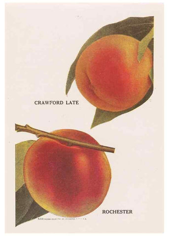 Reproducción/Reproduction 49831538382: Descriptive plate-book. Newark, N.Y. :Knight & Bostwick,[19--]. 