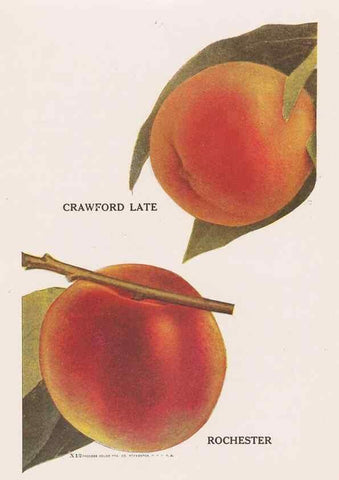 Reproducción/Reproduction 49831538382: Descriptive plate-book. Newark, N.Y. :Knight & Bostwick,[19--]. 