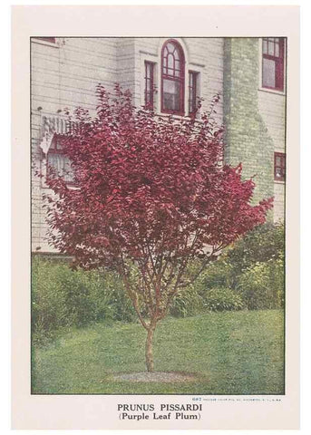 Reproducción/Reproduction 49831521972: Descriptive plate-book. Newark, N.Y. :Knight & Bostwick,[19--]. 