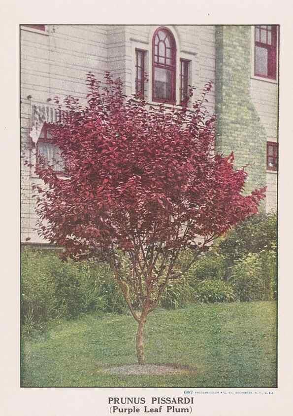 Reproducción/Reproduction 49831521972: Descriptive plate-book. Newark, N.Y. :Knight & Bostwick,[19--]. 