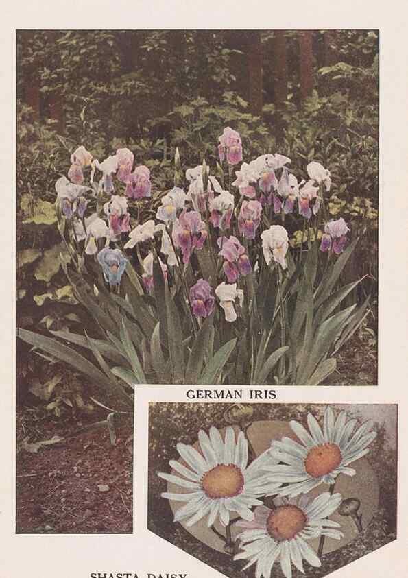 Reproducción/Reproduction 49831484992: Descriptive plate-book. Newark, N.Y. :Knight & Bostwick,[19--]. 