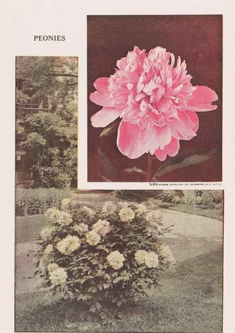 Reproducción/Reproduction 49830643303: Descriptive plate-book. Newark, N.Y. :Knight & Bostwick,[19--]. 