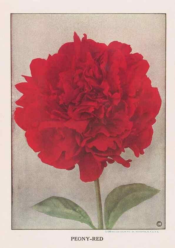 Reproducción/Reproduction 49831487407: Descriptive plate-book. Newark, N.Y. :Knight & Bostwick,[19--]. 
