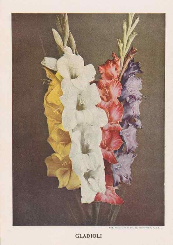 Reproducción/Reproduction 49830646068: Descriptive plate-book. Newark, N.Y. :Knight & Bostwick,[19--]. 