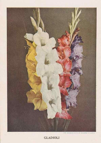Reproducción/Reproduction 49830646068: Descriptive plate-book. Newark, N.Y. :Knight & Bostwick,[19--]. 
