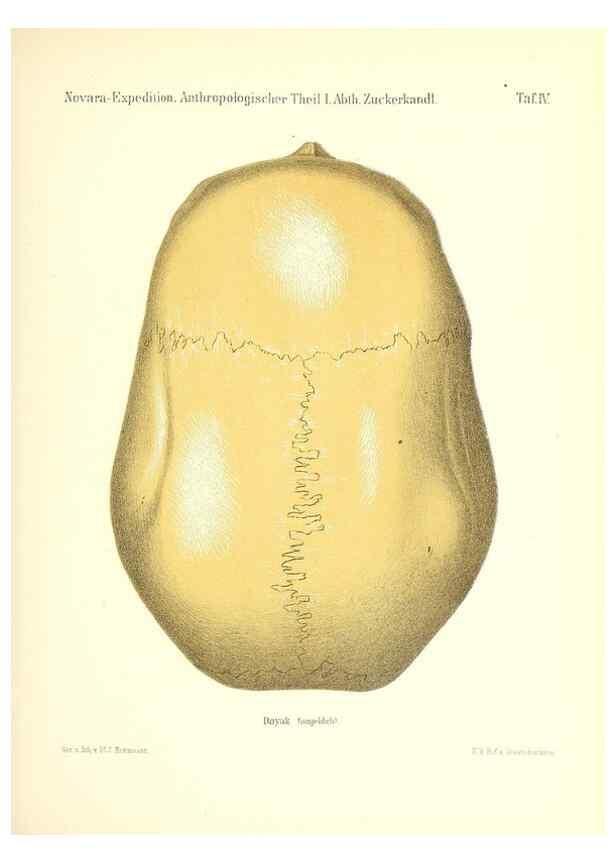 Reproducción/Reproduction 49830591663: Reise der österreichischen Fregatte Novara. Wien,Kaiserlich-K1861-75.. 