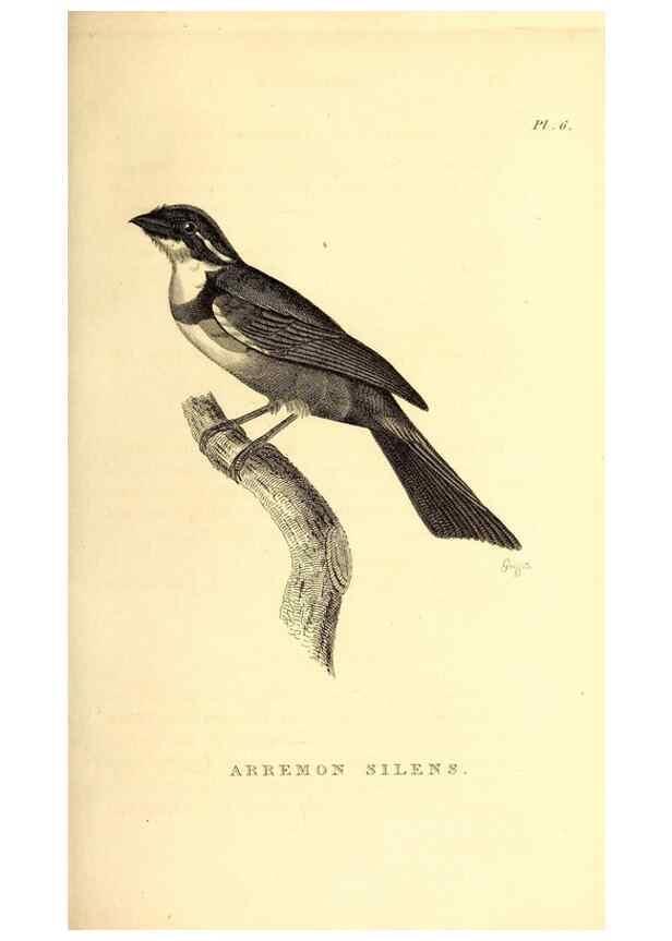 Reproducción/Reproduction 49831125611: General zoology, or Systematic natural history. London,Printed for G. Kearsley,1800-1826.. 