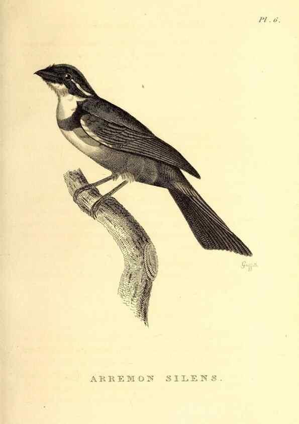 Reproducción/Reproduction 49831125611: General zoology, or Systematic natural history. London,Printed for G. Kearsley,1800-1826.. 