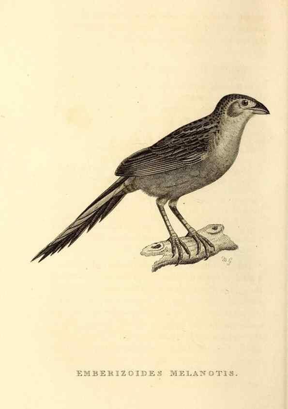 Reproducción/Reproduction 49831434337: General zoology, or Systematic natural history. London,Printed for G. Kearsley,1800-1826.. 