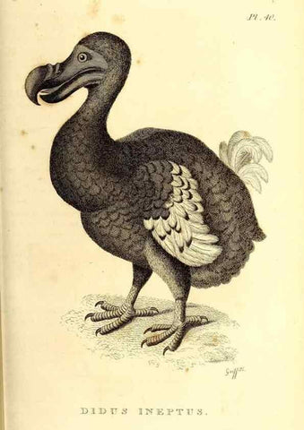Reproducción/Reproduction 49831160956: General zoology, or Systematic natural history. London,Printed for G. Kearsley,1800-1826.. 