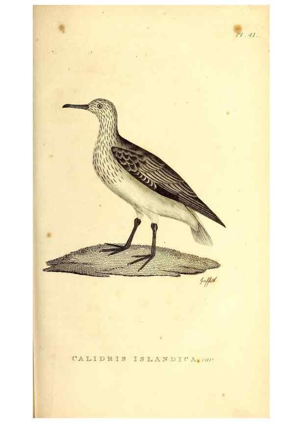 Reproducción/Reproduction 49831161211: General zoology, or Systematic natural history. London,Printed for G. Kearsley,1800-1826.. 