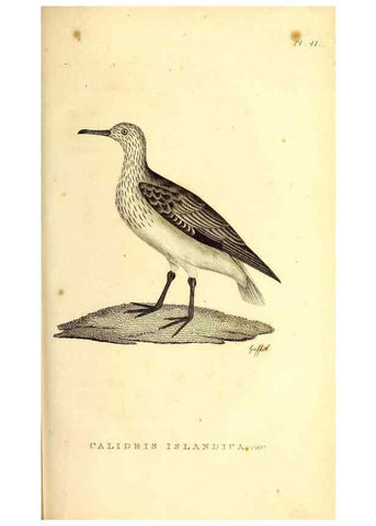 Reproducción/Reproduction 49831161211: General zoology, or Systematic natural history. London,Printed for G. Kearsley,1800-1826.. 
