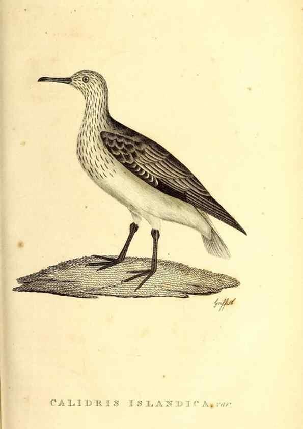 Reproducción/Reproduction 49831161211: General zoology, or Systematic natural history. London,Printed for G. Kearsley,1800-1826.. 