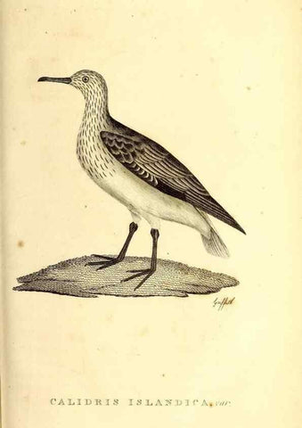 Reproducción/Reproduction 49831161211: General zoology, or Systematic natural history. London,Printed for G. Kearsley,1800-1826.. 