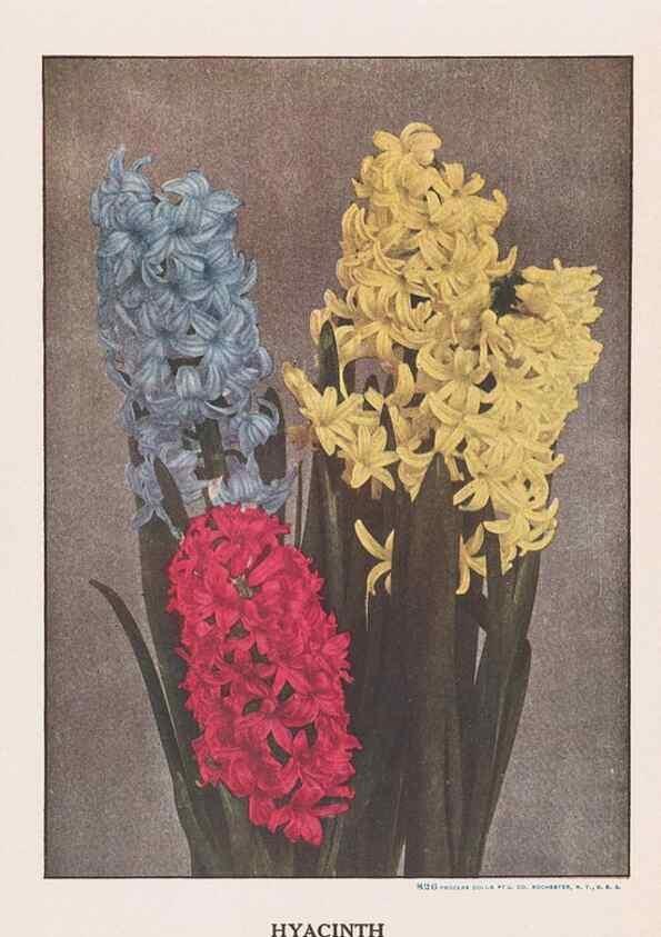 Reproducción/Reproduction 49831490107: Descriptive plate-book. Newark, N.Y. :Knight & Bostwick,[19--]. 