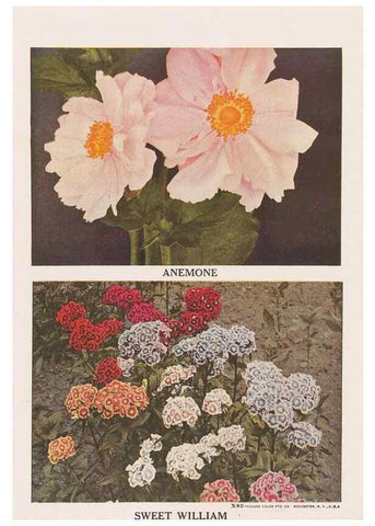 Reproducción/Reproduction 49830639348: Descriptive plate-book. Newark, N.Y. :Knight & Bostwick,[19--]. 