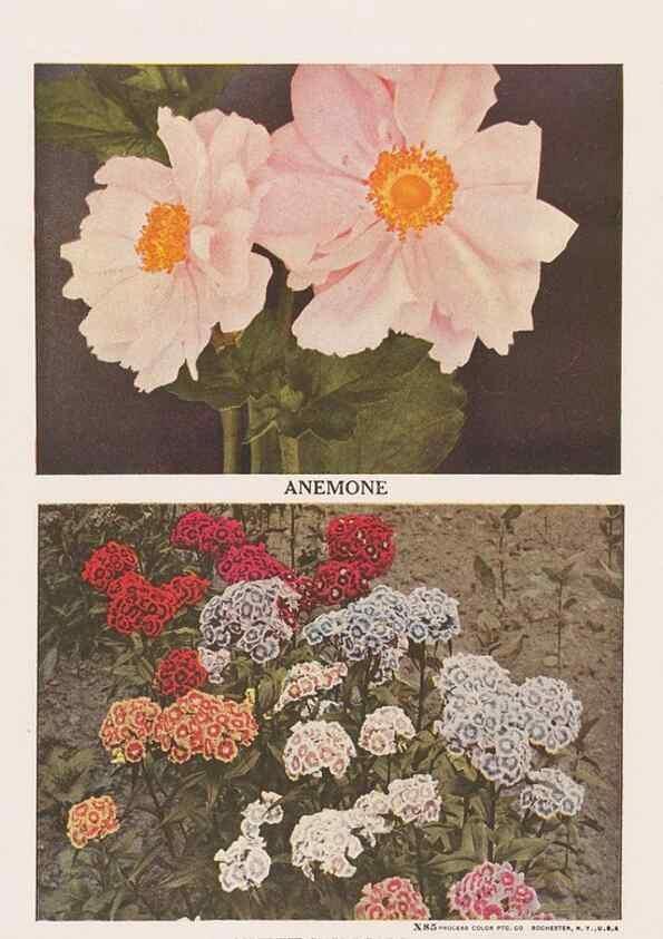 Reproducción/Reproduction 49830639348: Descriptive plate-book. Newark, N.Y. :Knight & Bostwick,[19--]. 