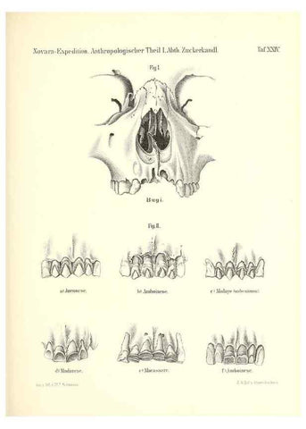 Reproducción/Reproduction 49831173831: Reise der österreichischen Fregatte Novara. Wien,Kaiserlich-K1861-75.. 