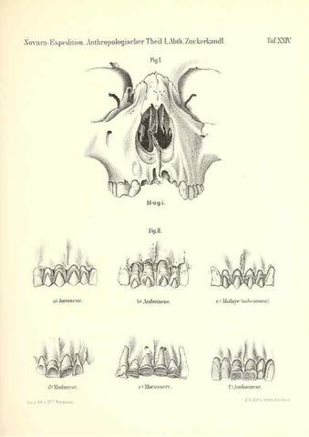 Reproducción/Reproduction 49831173831: Reise der österreichischen Fregatte Novara. Wien,Kaiserlich-K1861-75.. 