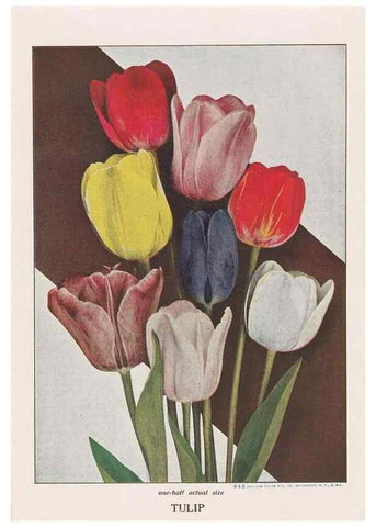 Reproducción/Reproduction 49831181406: Descriptive plate-book. Newark, N.Y. :Knight & Bostwick,[19--]. 