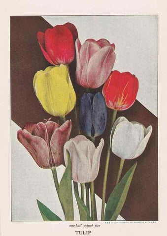 Reproducción/Reproduction 49831181406: Descriptive plate-book. Newark, N.Y. :Knight & Bostwick,[19--]. 
