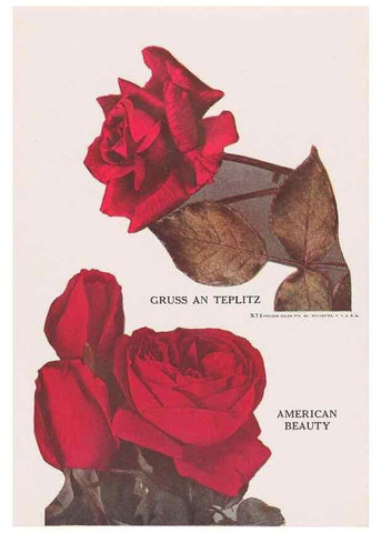 Reproducción/Reproduction 49831203646: Descriptive plate-book. Newark, N.Y. :Knight & Bostwick,[19--]. 