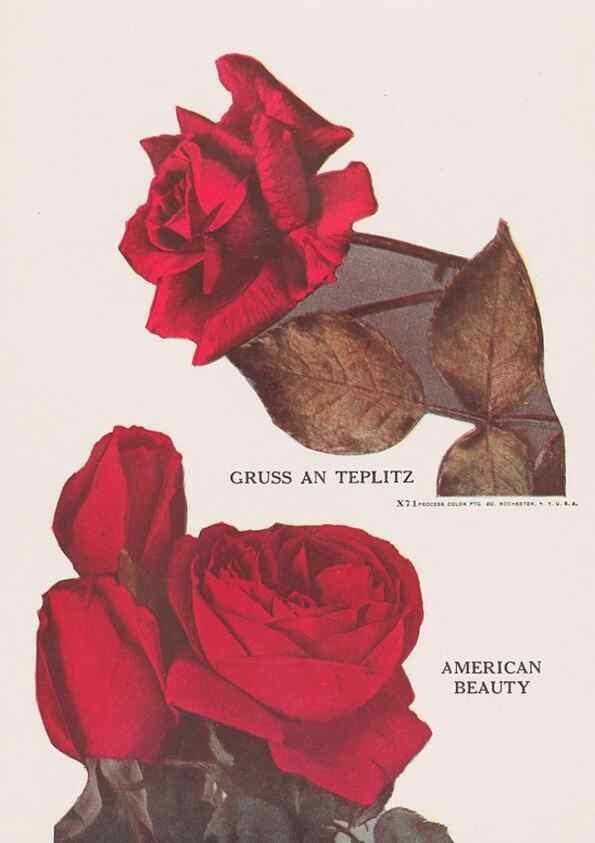 Reproducción/Reproduction 49831203646: Descriptive plate-book. Newark, N.Y. :Knight & Bostwick,[19--]. 