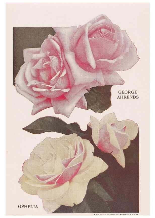 Reproducción/Reproduction 49830670713: Descriptive plate-book. Newark, N.Y. :Knight & Bostwick,[19--]. 