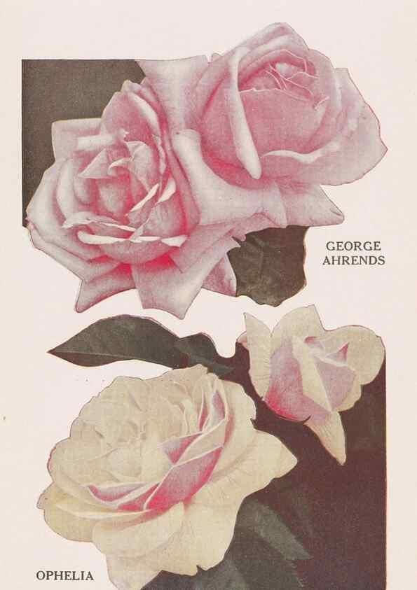 Reproducción/Reproduction 49830670713: Descriptive plate-book. Newark, N.Y. :Knight & Bostwick,[19--]. 