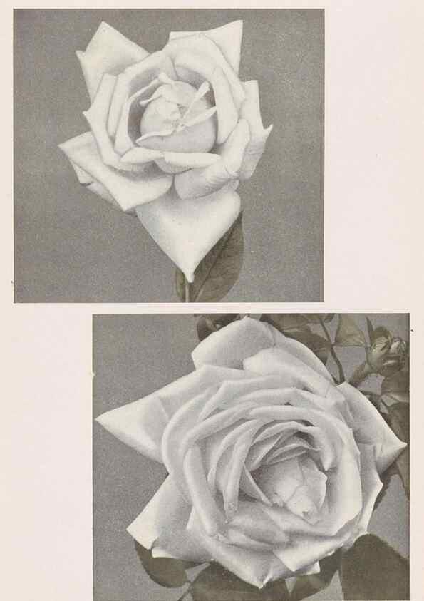 Reproducción/Reproduction 49830671453: Descriptive plate-book. Newark, N.Y. :Knight & Bostwick,[19--]. 