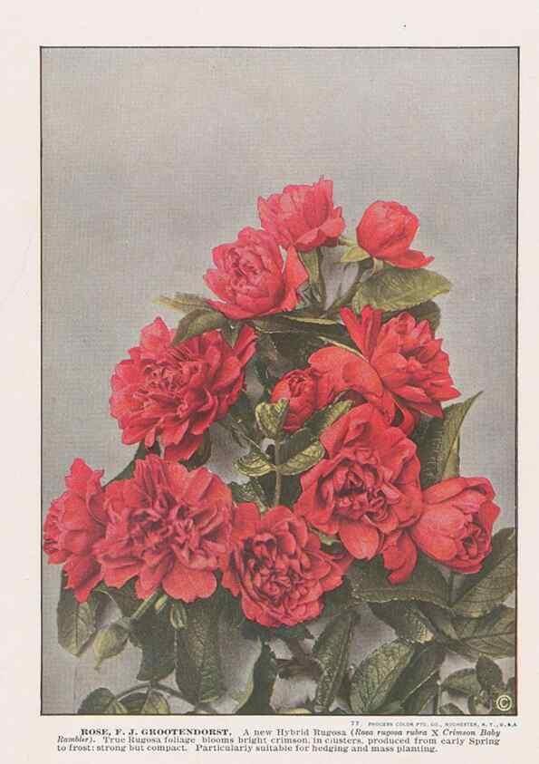 Reproducción/Reproduction 49830673843: Descriptive plate-book. Newark, N.Y. :Knight & Bostwick,[19--]. 