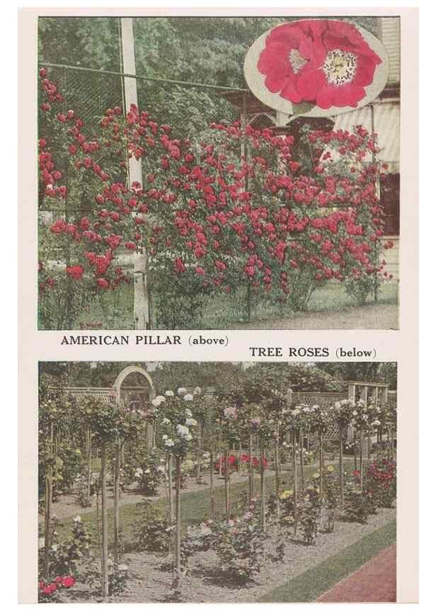 Reproducción/Reproduction 49831209216: Descriptive plate-book. Newark, N.Y. :Knight & Bostwick,[19--]. 