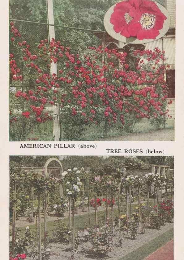 Reproducción/Reproduction 49831209216: Descriptive plate-book. Newark, N.Y. :Knight & Bostwick,[19--]. 