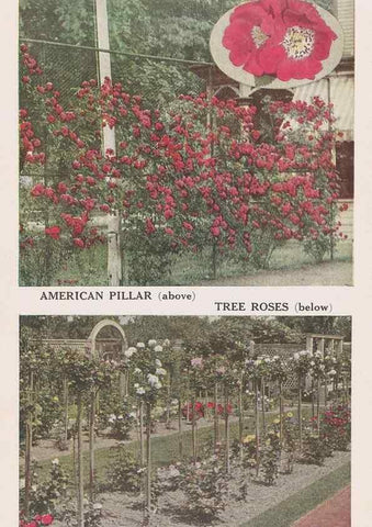 Reproducción/Reproduction 49831209216: Descriptive plate-book. Newark, N.Y. :Knight & Bostwick,[19--]. 
