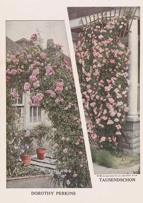 Reproducción/Reproduction 49831519512: Descriptive plate-book. Newark, N.Y. :Knight & Bostwick,[19--]. 