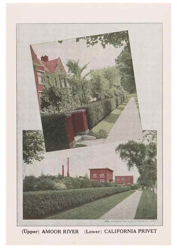Reproducción/Reproduction 49831508557: Descriptive plate-book. Newark, N.Y. :Knight & Bostwick,[19--]. 