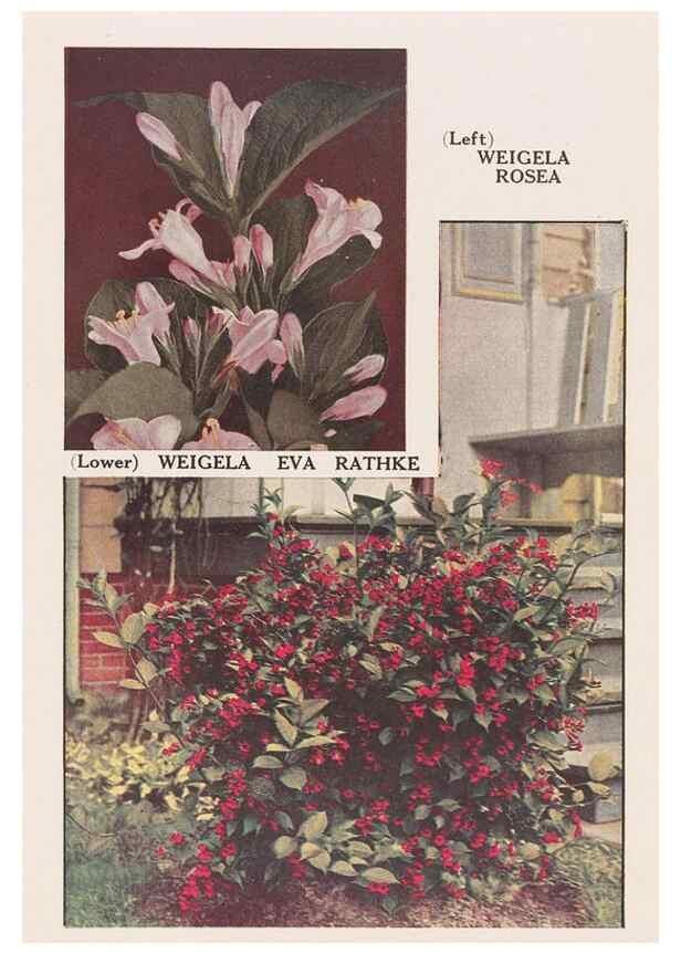 Reproducción/Reproduction 49831506772: Descriptive plate-book. Newark, N.Y. :Knight & Bostwick,[19--]. 