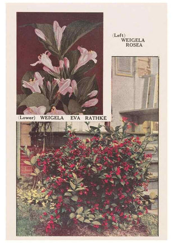 Reproducción/Reproduction 49831506772: Descriptive plate-book. Newark, N.Y. :Knight & Bostwick,[19--]. 