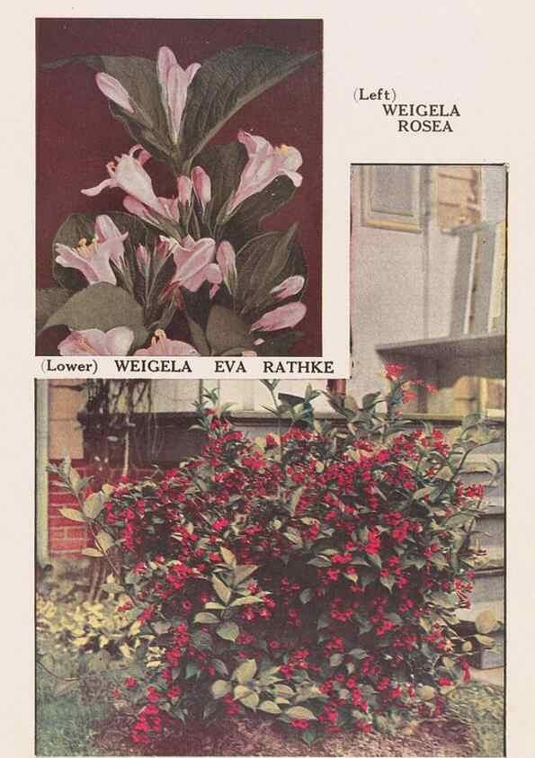 Reproducción/Reproduction 49831506772: Descriptive plate-book. Newark, N.Y. :Knight & Bostwick,[19--]. 