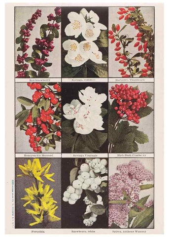 Reproducción/Reproduction 49831494487: Descriptive plate-book. Newark, N.Y. :Knight & Bostwick,[19--]. 