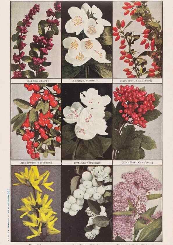Reproducción/Reproduction 49831494487: Descriptive plate-book. Newark, N.Y. :Knight & Bostwick,[19--]. 