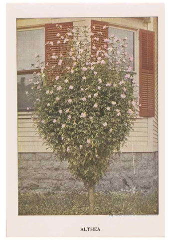Reproducción/Reproduction 49831495432: Descriptive plate-book. Newark, N.Y. :Knight & Bostwick,[19--]. 